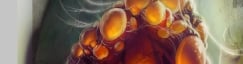 Nerubian Egg